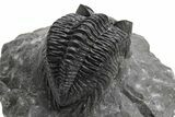 Coltraneia Trilobite Fossil - Huge Faceted Eyes #225325-4